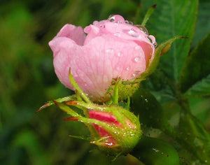 Saskia's Flower Essences - Rose Beauty Mist 100ml
