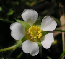 Load image into Gallery viewer, Saskia's Flower Essences - Rose Beauty Mist 100ml