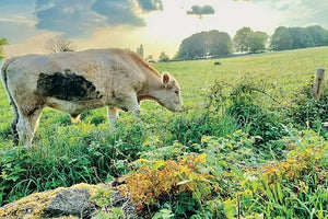 Cotswolds Cards "Cow on Michinhampton common" greetings card