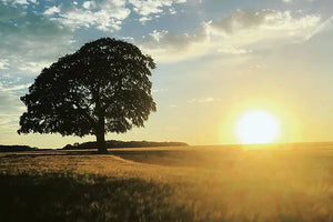 Cotswolds Cards "Sunset with tree Kingscote" greetings card