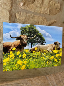 Cotswolds Cards "Cow" greetings card