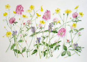 Alison Vickey artist "Wild flower - Minchinhampton common" greeting cards