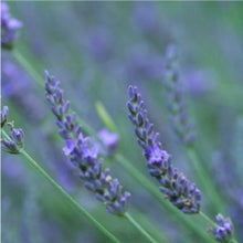 Load image into Gallery viewer, Herbs for Healing Bath oil with Saskia’s breathe deep seek peace flower essence 200ml