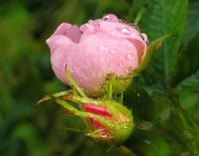 Load image into Gallery viewer, Saskia&#39;s Flower Essences - Rose Beauty Mist 100ml