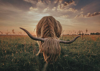 Expoja “Early morning Grazing” greeting card