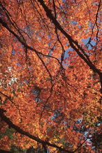 Load image into Gallery viewer, Cotswolds Cards &quot;Westonbirt Arboretum&quot; greetings card