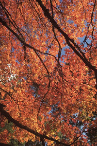 Cotswolds Cards "Westonbirt Arboretum" greetings card