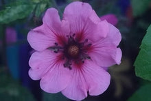 Load image into Gallery viewer, Herbs for Healing face cream with geranium 60g
