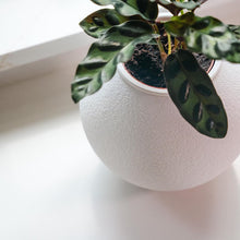 Load image into Gallery viewer, ’The Wobble Pot’ - A self balancing plant pot from Sliced Earth