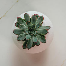 Load image into Gallery viewer, ’The Wobble Pot’ - A self balancing plant pot from Sliced Earth