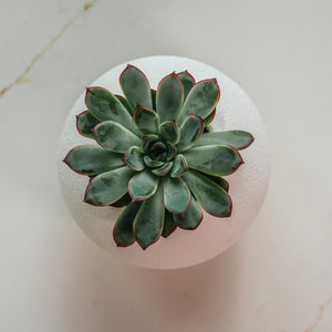 ’The Wobble Pot’ - A self balancing plant pot from Sliced Earth