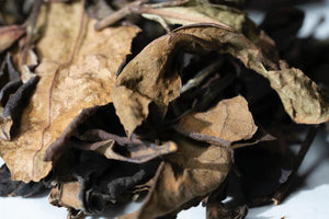 Black Cloud Tea "Sweet Wood" white tea 15g