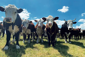 Cotswolds Cards "Cows" greetings card