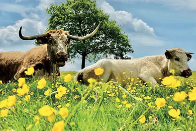 Cotswolds Cards 