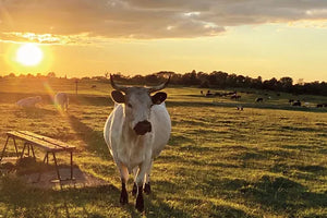 Cotswolds Cards "Cows and clouds - Michinhampton common" greetings card (Cots cards)