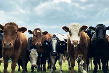 Load image into Gallery viewer, Cotswolds Cards &quot;Cows&quot; greetings card 
