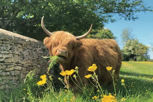 Cotswolds Cards "Highland cow" greetings card 