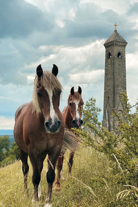 Cotswolds Cards "Horses and tower" greetings card