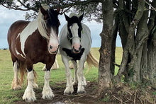 Load image into Gallery viewer, Cotswolds Cards &quot;Horses - Minchinhampton common&quot; greetings card 