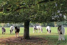 Load image into Gallery viewer, Cotswolds Cards &quot;Minchinhampton common&quot; greetings card 