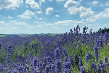 Load image into Gallery viewer, Cotswolds Cards &quot;Lavender field&quot; greetings card 