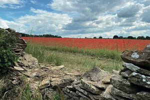 Cotswolds Cards "Poppy field" greetings card 