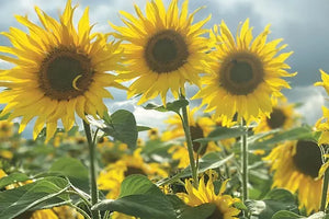 Cotswolds Cards "Bruern sunflowers" greetings card 