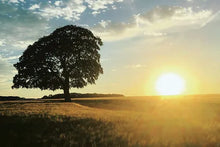 Load image into Gallery viewer, Cotswolds Cards &quot;Sunset with tree Kingscote&quot; greetings card