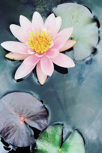 Cotswolds Cards "Water Lilly" greetings card 