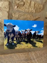 Load image into Gallery viewer, Cotswolds Cards &quot;Cows&quot; greetings card 