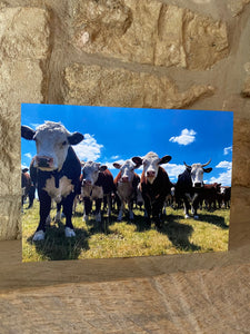 Cotswolds Cards "Cows" greetings card 