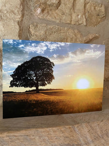 Cotswolds Cards "Sunset with tree" greetings card