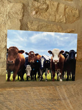 Load image into Gallery viewer, Cotswolds Cards &quot;Cows&quot; greetings card