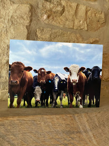 Cotswolds Cards "Cows" greetings card