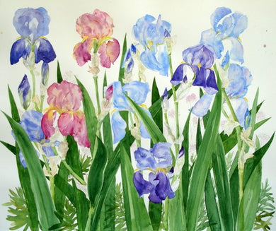 Alison Vickery artist Irises greetings card Stroud 