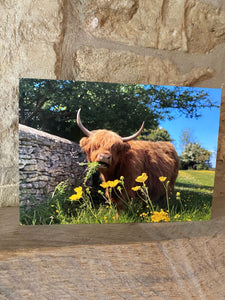Cotswolds Cards "Highland cow" greetings card