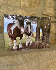 Cotswolds Cards "Horses - Minchinhampton common" greetings card
