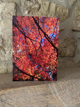 Load image into Gallery viewer, Cotswolds Cards &quot;Westonbirt Arboretum&quot; greetings card