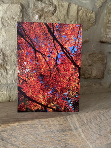 Cotswolds Cards "Westonbirt Arboretum" greetings card