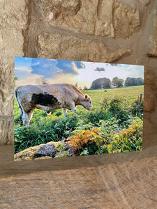 Cotswolds Cards "Cow on Michinhampton common" greetings card